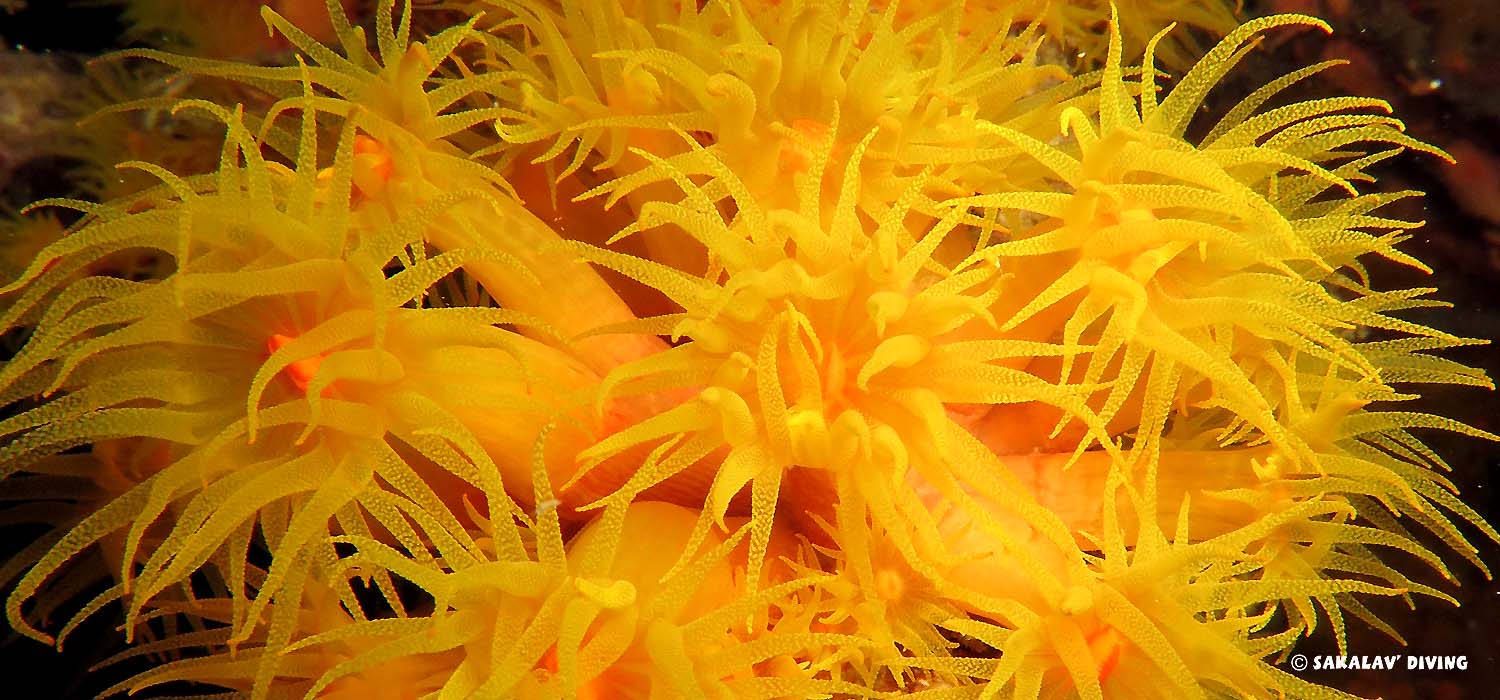 Night coral activity in Nosy Be